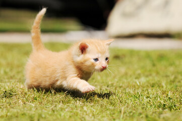 cute red cat in the garden. The little Kitten run on meadow and meows
