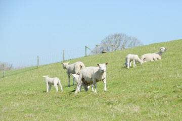 flock of sheep on the dike. lambs and ewes stand in the pasture. - 572559462