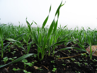 Wheat seedlings in the field close-up, growing a grain crop