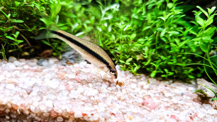 The Siamese Algae-eater (Crossocheilus siamensis) eating algae from the moss. Flock of fish Costae Tetra (Moenkhausia costaea) in the plant home aquarium with aquarium moss.
