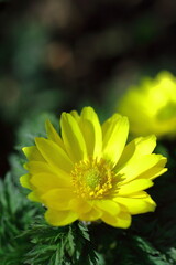 幸福を招く花