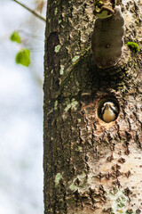 Great spotted woodpecker looking out from a nest hole in a tree