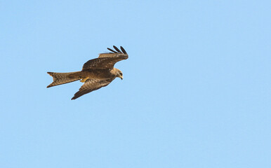 Eagle in flight