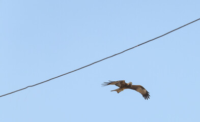 Flying eagle 