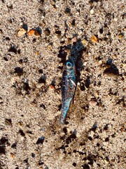 small sea fish flatlay on the beach