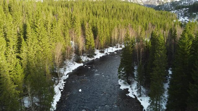 serene freshwater stream in winter pine tree forest in morning sunlight
