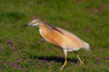 big water bird on grass, Squacco Heron, Ardeola ralloides