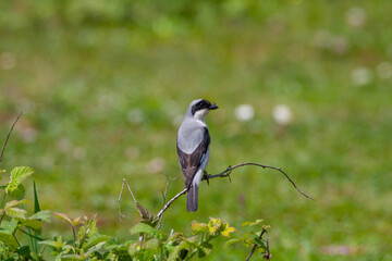 bird looking around  in woodland, Lesser Grey Shrike, Lanius minor	