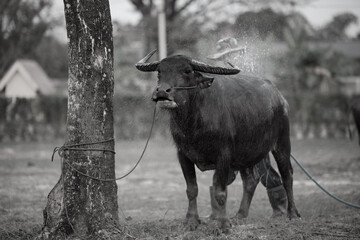 Asian Buffalo. Black buffalo standing on the zoo with green grass park, Wildlife scene from laos nature. Big animal in the habitat. Buffalo is animal of farmer.