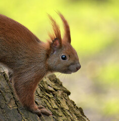 baumhörnchen © Kalle Kolodziej