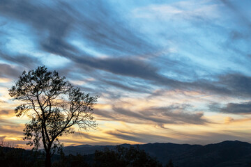Tree at spectacular sunset in a mountains. Horizon panorama with a dramatic twilight cloudy sky.