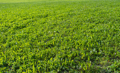 Green grass in summer