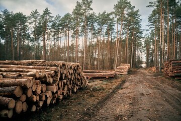 Tree logs in the forest. Stack of chopped woods stack