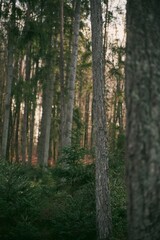 Young spruce trees and saplings. Concept of better future and reforestation. Forest restoration and environmental protection in Europe.