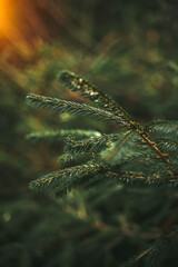 Reforestation after clearing in coniferous forest. Tree nursery. Young natural forest. Concept of sustainable future.