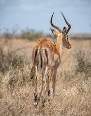 Male Impala (Aepyceros Melampus), rear view, in Kruger National Park, South Africa
