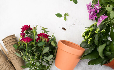 Spring gardening with blooming red rose and chrysanthemum flowers in pots for planting top view on gray background. Womans hobby of growing houseplants concept.