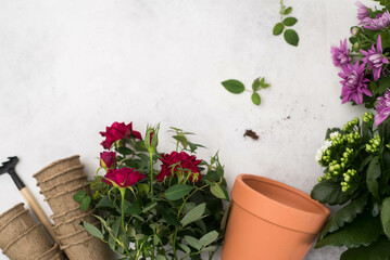 Spring gardening with blooming red rose and chrysanthemum flowers in pots for planting top view on gray background. Womans hobby of growing houseplants concept.