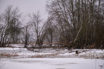 late winter landscape in swamp area in Latvia. Ice and covered field, bushes, forest. Trees and water with ice in wetland or swamp environment in lake in winter	