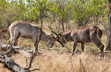Naklejka na ściany i meble Two young Waterbucks (Kobus Ellipsiprymnus) fighting. Kruger National Park, South Africa