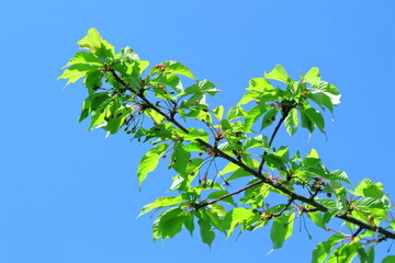 Obraz premium 緑萌える