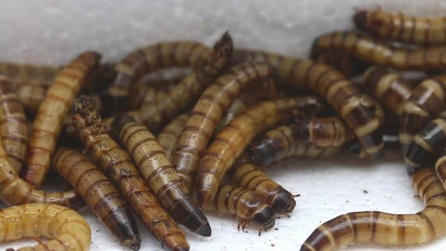 Closeup of Giant Mealworms, larvae of the Zophobas Beetle, zophobas morio.