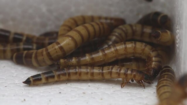 Closeup of Giant Mealworms, larvae of the Zophobas Beetle, zophobas morio.