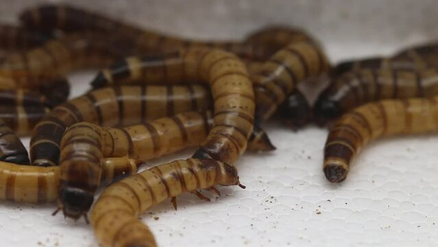 Closeup of Giant Mealworms, larvae of the Zophobas Beetle, zophobas morio