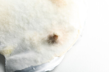 Concept of mold, white background, close up