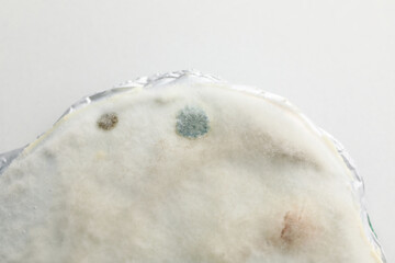 Concept of mold, white background, close up