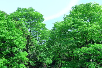 緑萌える