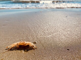 Crab on the sandy beach
