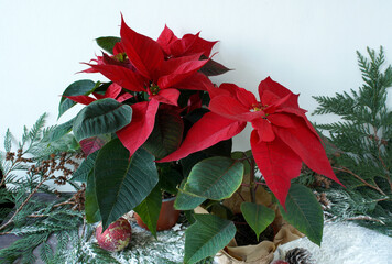 New Year composition with blooming poinsettias. Red poinsettia flower.