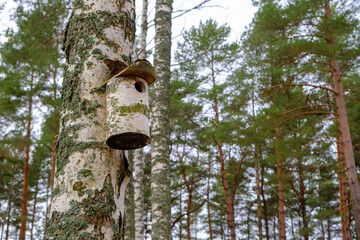 An old wooden birdhouse on a tree in a park area. A simple birdhouse design from birch logs on wood. Early spring, waiting for residents.