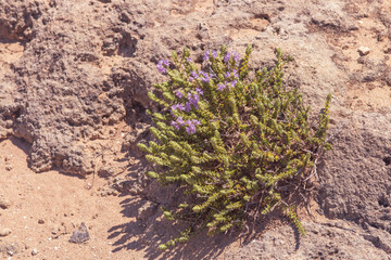 Planta rastrera de flores violetas sobre el terreno rocoso en un caluroso día de verano. Vegetación natural costera de Pizzo en Lecce, Italia.