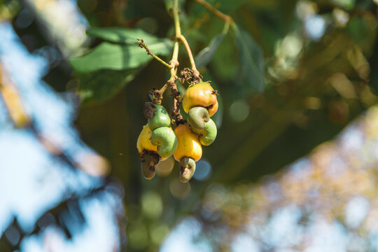 Cashew nuts on branch of tree, Karangasem, Bali, Indonesia