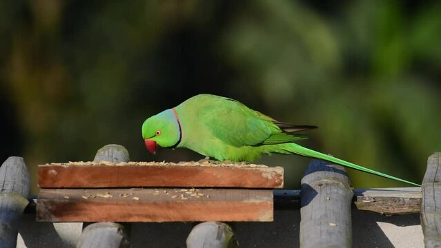 Rose-Ringed Parakeet eating rice or paddy, Beautiful Green Parrot, Male Parakeet Bird, Wild Bird, Cute Bird