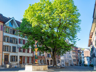Biel, Switzerland - April 16th 2022: Wonderful green tree in the historic city centre. - obrazy, fototapety, plakaty