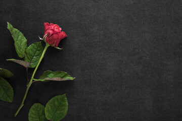 Fresh red rose on dark black table background. Closeup. Condolence card. Empty place for emotional,...