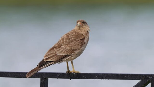 Wild bird of prey, chimango caracara, milvago chimango perching on lakeside metal railing, waiting for potential preys to hunt, selective focus wildlife close up shot.