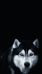 Beautiful Siberian Husky with eyes of different colors on a black background.Vertical photography.Copy space for text. © syhin_stas