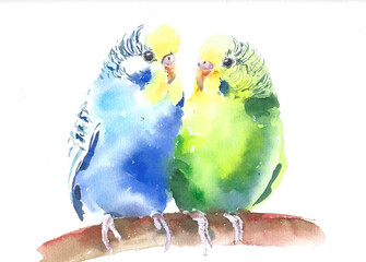 Budgie parakeet birds  on the tree branch, blue and green watercolor, isolated on white background.
