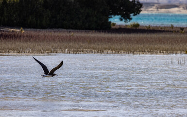 seagul in flight