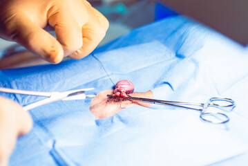 Vet castrating a dog,cutting the spermatical cord with a scissors.Operation by a veterinarian.Veterinary castration concept.Closeup.Selective focus.