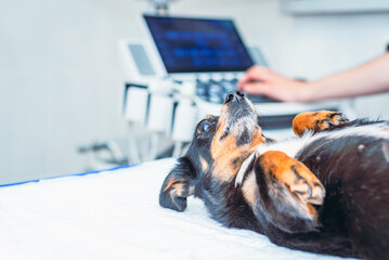 Mixed breed dog lying on examination table in the vet clinic.Closeup.