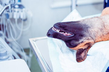 Dog under the anesthesia waiting surgery act in a vet clinic, veterinary concept.An anesthetized...