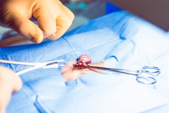 Vet castrating a dog,cutting the spermatical cord with a scissors.Operation by a veterinarian.Veterinary castration concept.Closeup.Selective focus.