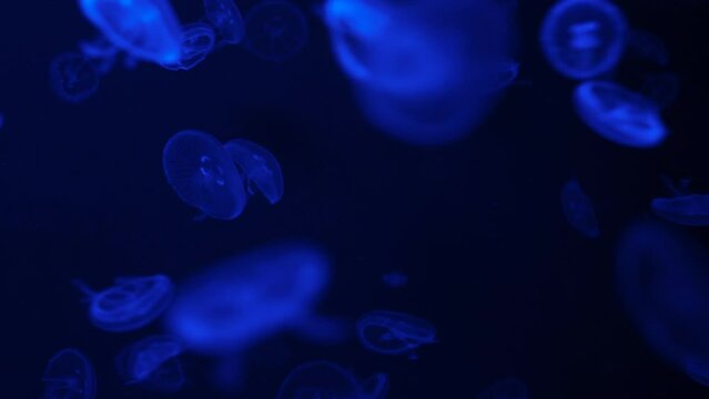 Background of glowing jellyfish swimming in a deep underwater aquarium. Many small blue jellyfish in dark ocean water