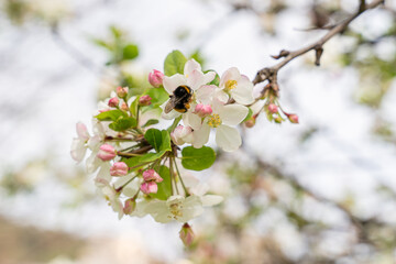 Bumblebee at white blossom of apple tree. Springtime in Bilbao.