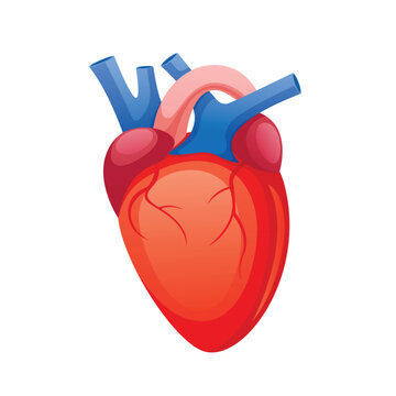 Human heart vector, illustration design for medical
